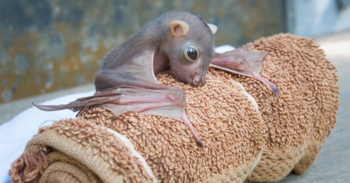 baby bat roosting