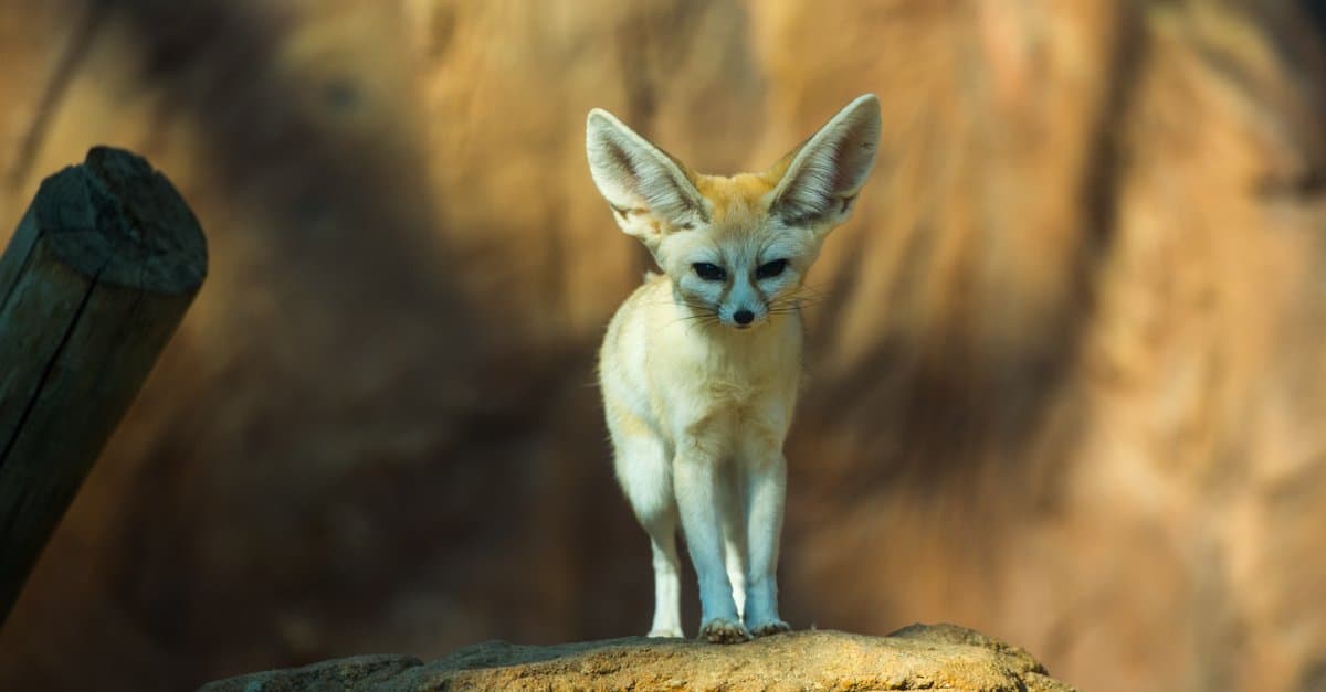 Cosa mangiano le volpi Fennec?
