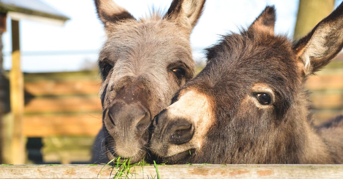 Cosa mangiano gli asini?
