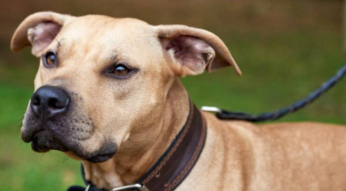 American Pitbull Terrier