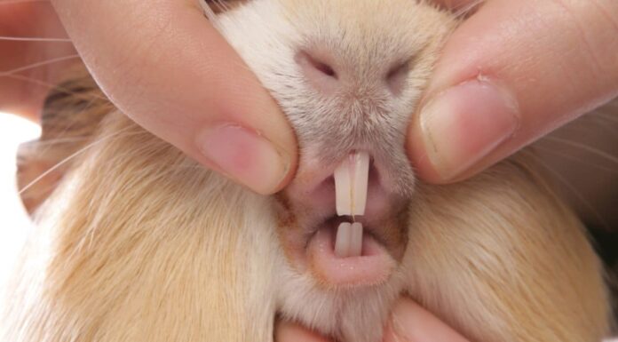 Guinea Pig Teeth - Teeth Diagram