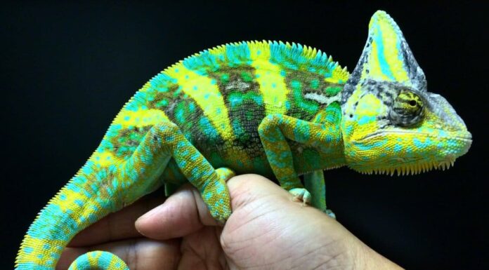 Male Sphaerodactylus parthenopion resting on a U.S. dime.