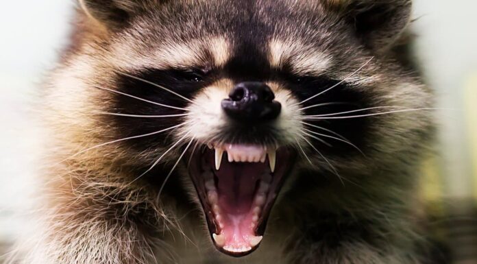 Denti di procione: tutto ciò che devi sapere Raccoon Teeth - Raccoon with mouth open