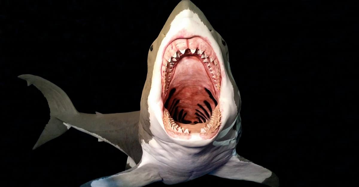 Megalodonte contro squalo balena: quale era più grande?