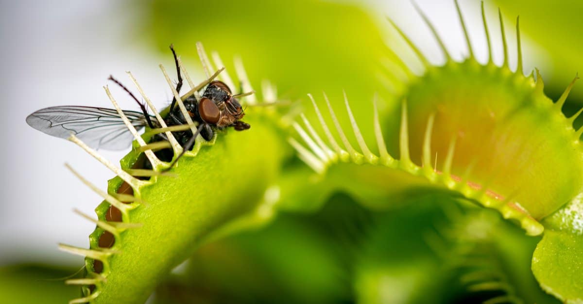 Carnivorous Plants: Venus Flytrap