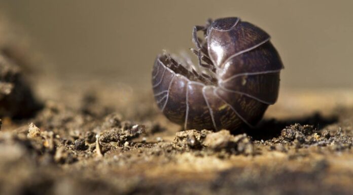 Cosa mangiano i Rolly Pollies?
