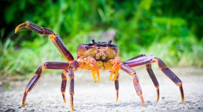 Animali spaventosi: i 10 animali più inquietanti del mondo
