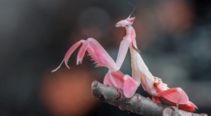 Cosa mangia la mantide religiosa?
