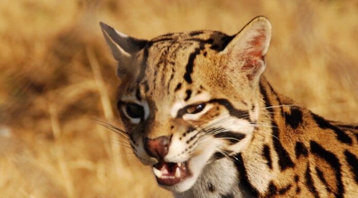 I 10 gatti più spaventosi
