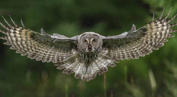 I migliori 8 animali d’argento rari I migliori 8 animali d'argento rari