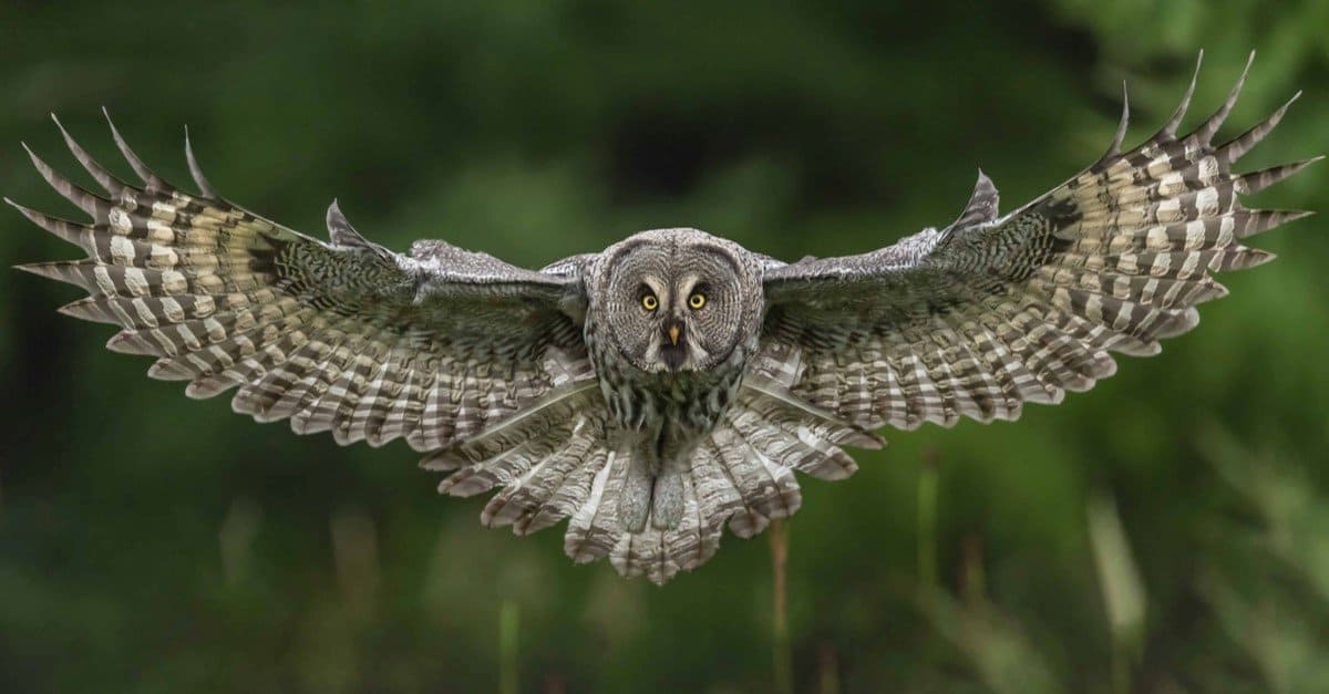 I migliori 8 animali d'argento rari