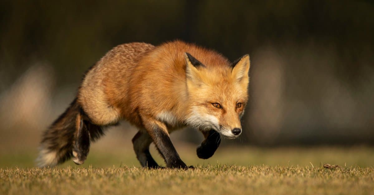 Fox Habitat: dove vivono le volpi?
