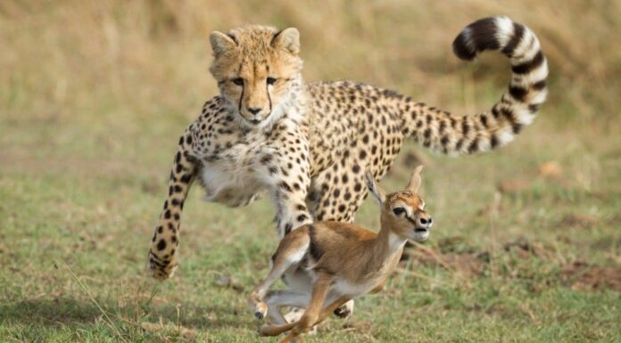 I migliori 8 gatti più letali
