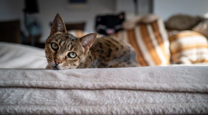 A The Best Cat Food for Indoor Cats: Reviewed and Ranked