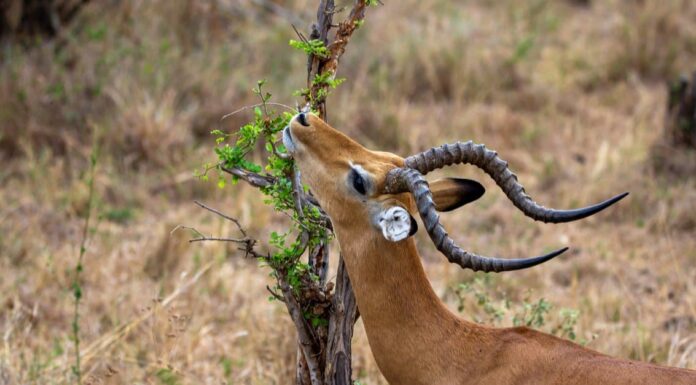 Cosa mangiano le antilopi?
