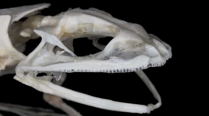 Frog Teeth - Frog Mouth