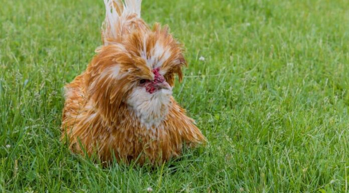 Cosa mangiano i polli?
