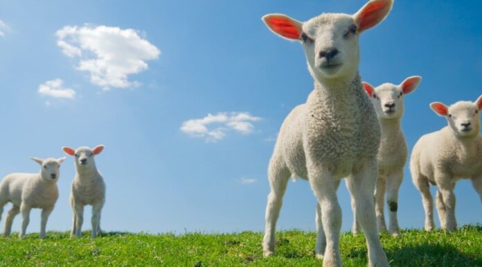  Cosa mangiano gli agnelli?  Spiegazione della loro dieta
