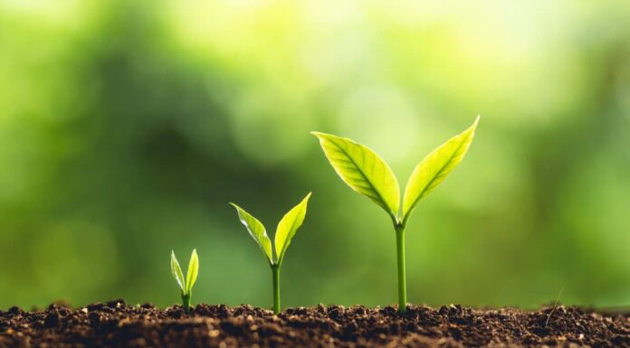  Cosa mangiano le piante?  Spiegazione della loro dieta
