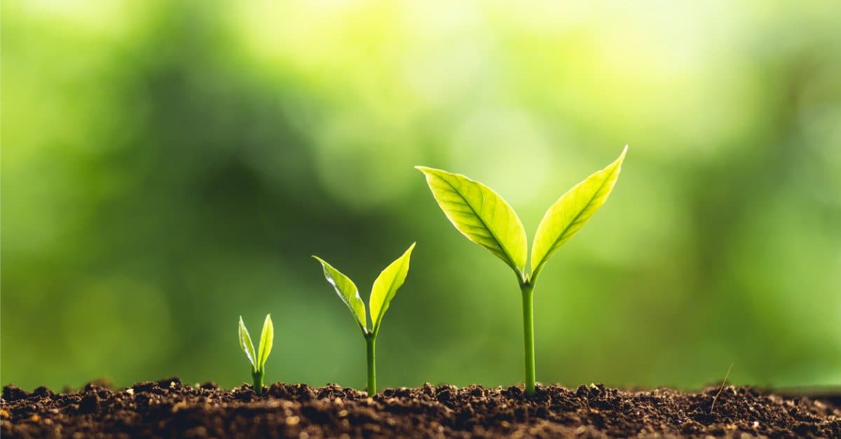 Cosa mangiano le piante?  Spiegazione della loro dieta