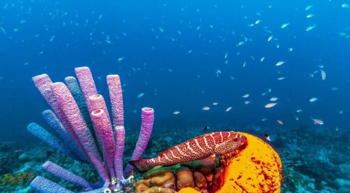 Cosa mangiano le spugne?
