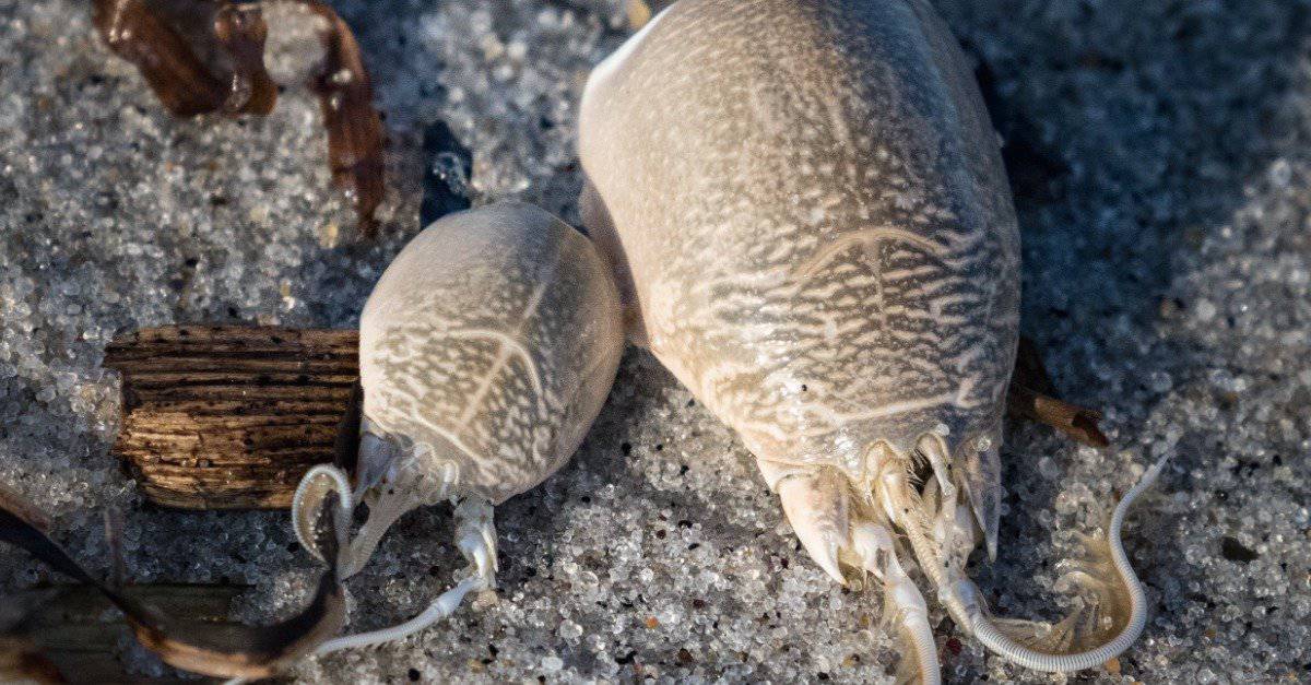 What Do Sand Crabs Eat?