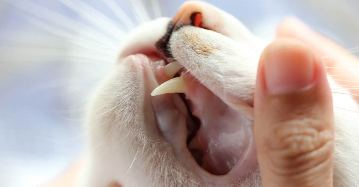 Denti di gatto: tutto quello che c'è da sapere