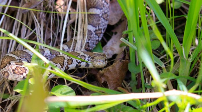  Cosa mangiano i serpenti reali?  9 alimenti nella loro dieta!
