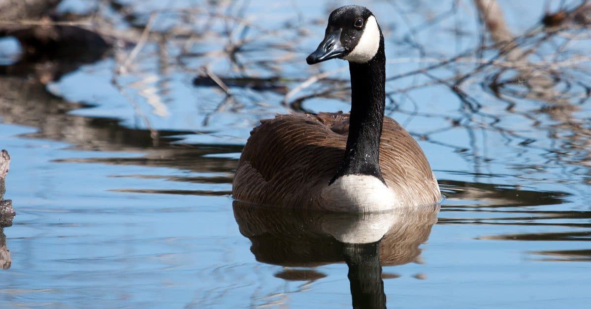 Cosa mangiano le oche canadesi?  Più di 20 cibi che preferiscono