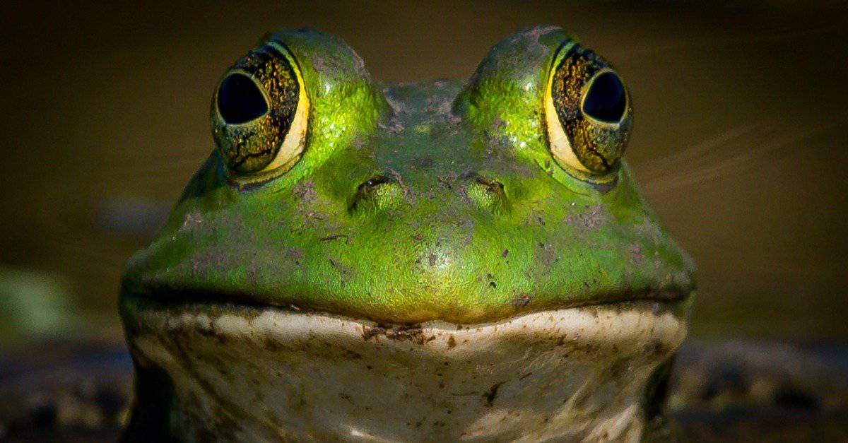 Cosa mangiano le rane toro?  Oltre 20 dei loro cibi preferiti!