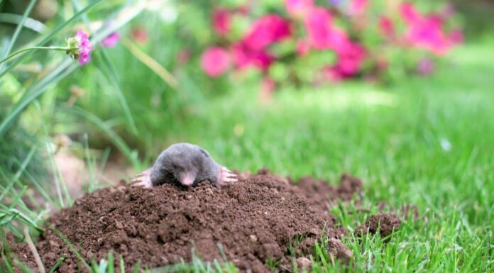 Baby Mole - Pup