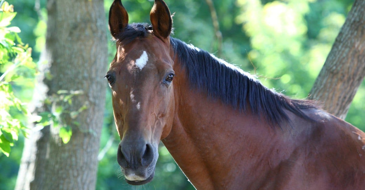 I cavalli più costosi del mondo