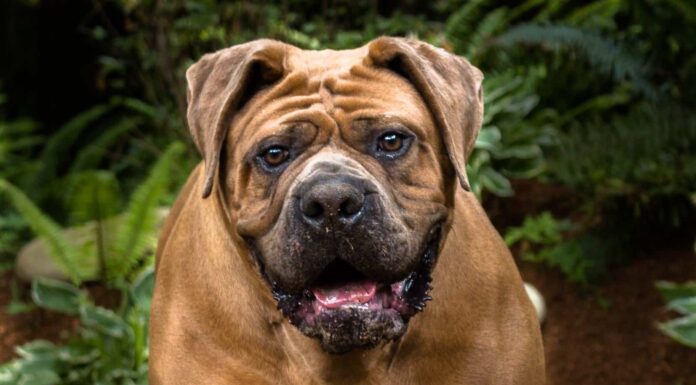 Razze di cani con la forza del morso più forte
