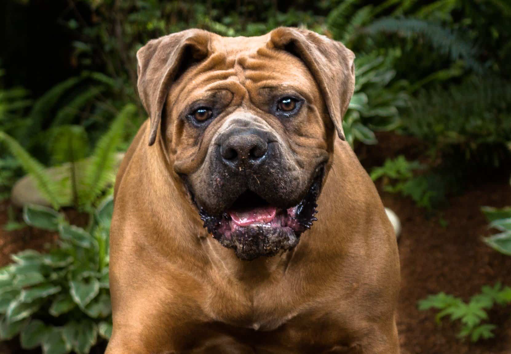 Razze di cani con la forza del morso più forte