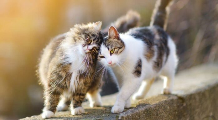 I 10 migliori gatti più amichevoli
