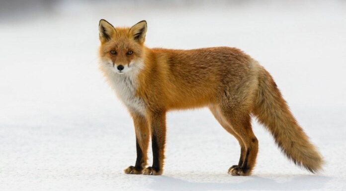  Cosa mangiano le volpi rosse?  7 tipi di cibo che amano!
