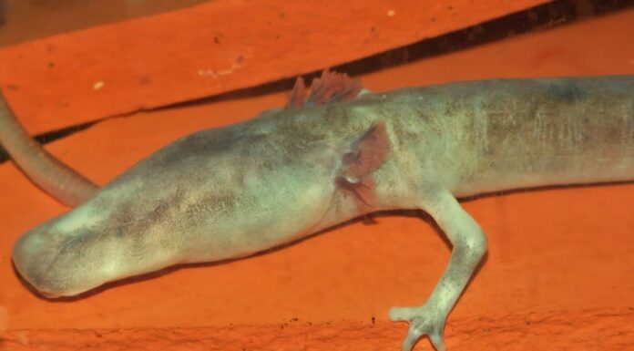 Animals With the Toughest Skin-sperm whale