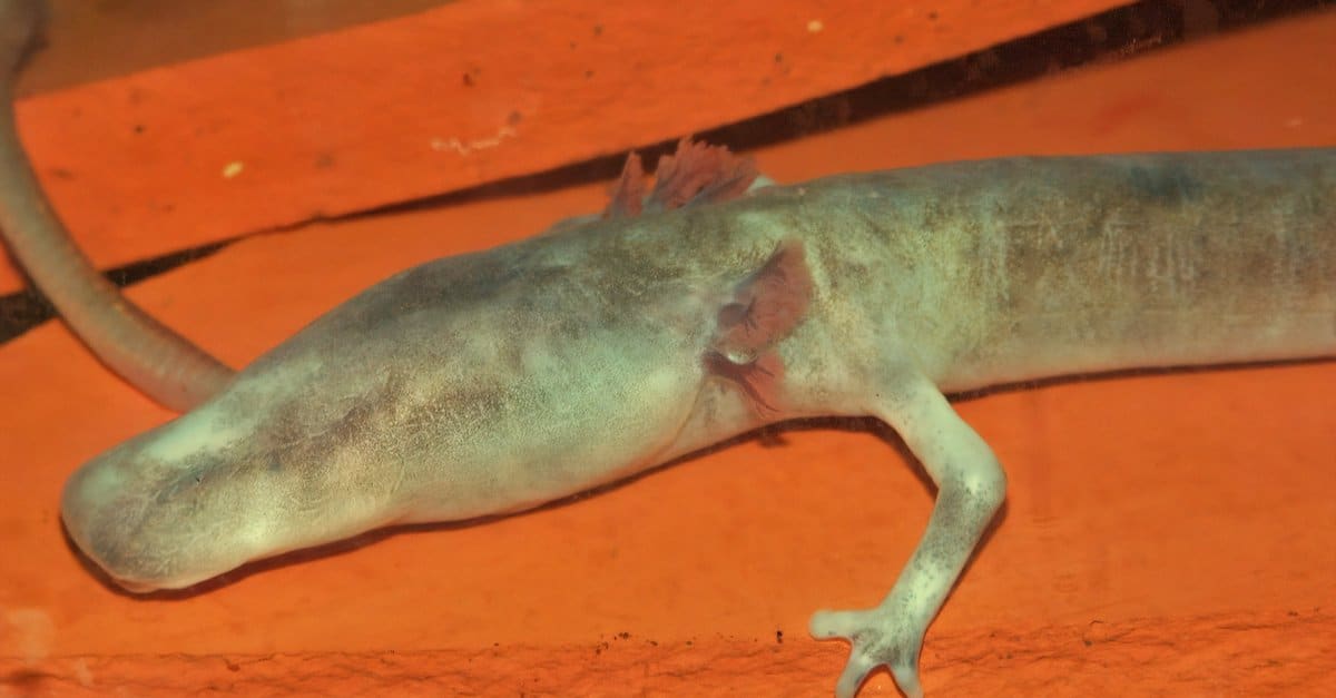 Animals With the Toughest Skin-sperm whale