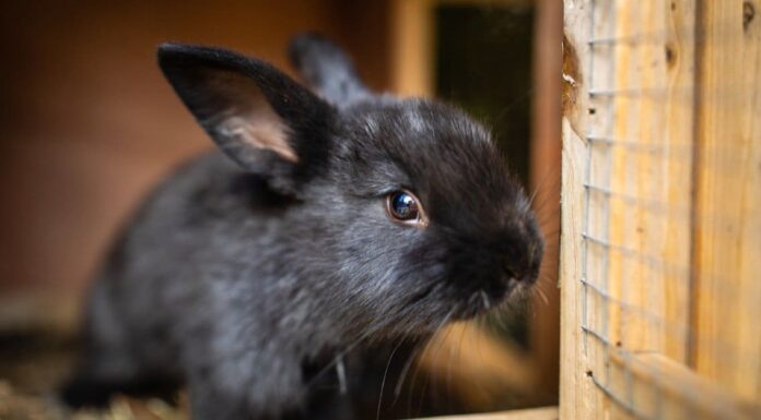 Cosa mangiano i conigli?

