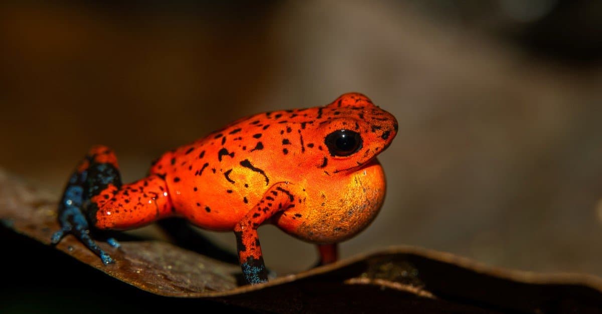 I 10 migliori animali rossi mozzafiato