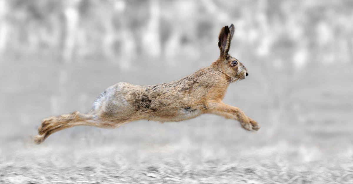 Amazing Desert Animals: Antelope Jackrabbit