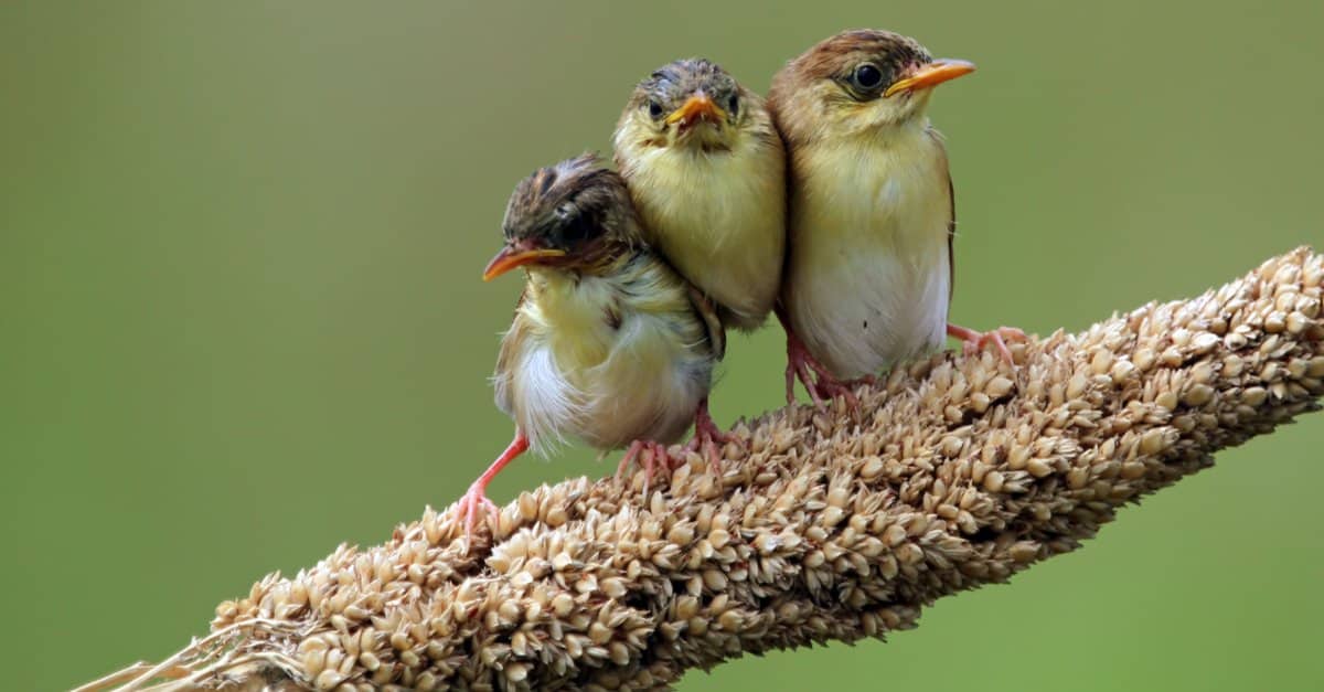 Come si chiama un uccellino e altri 4 fatti sorprendenti!