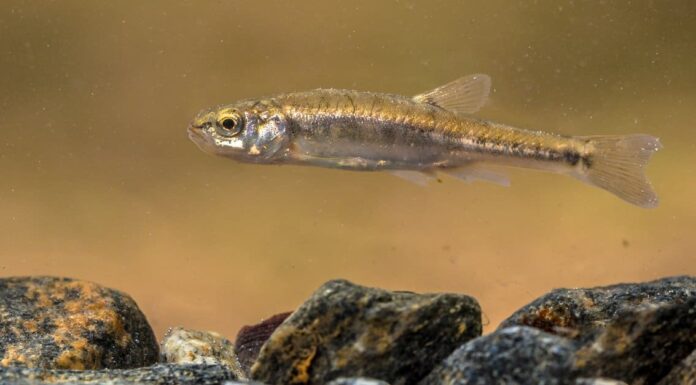 A The 8 Best Children&rsquo;s Books About Sharks Available Today