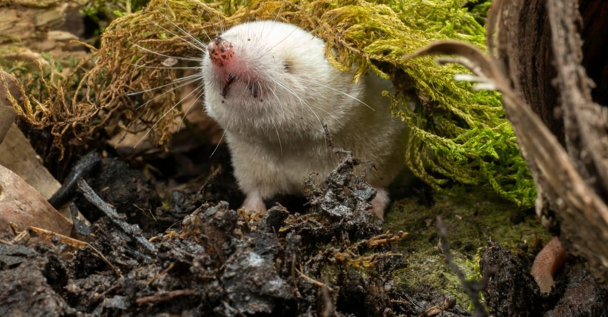 Cosa mangiano i toporagni?  11 alimenti per un piccolo animale