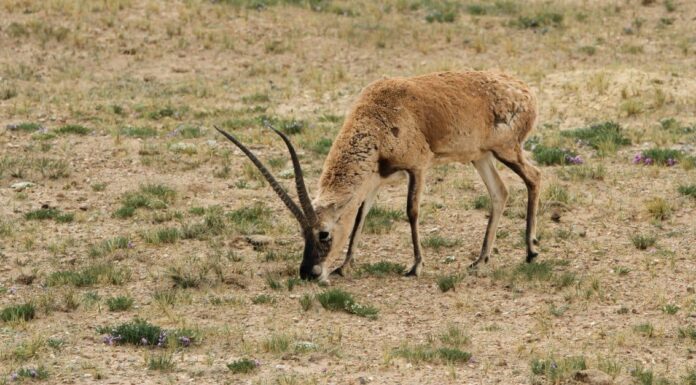 What Do Gazelles Eat?