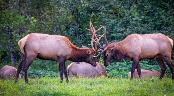 Confronto delle dimensioni degli alci: il cervo più grande?
