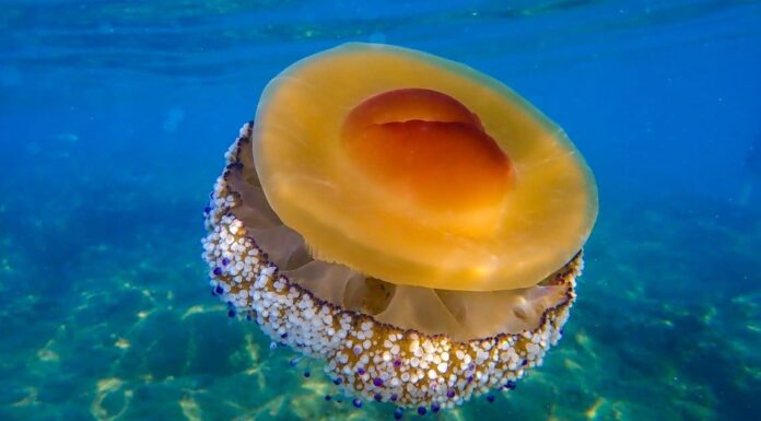 I 10 migliori nomi di animali divertenti
