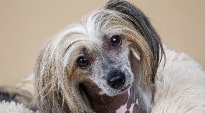 Le 10 razze di cani più brutte
