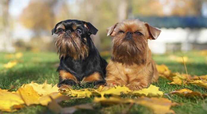 Le 8 razze di cani più strane
