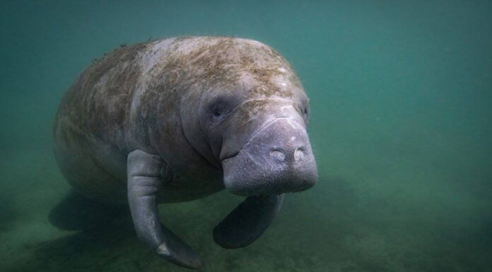 I 12 animali più lenti del Nord America
